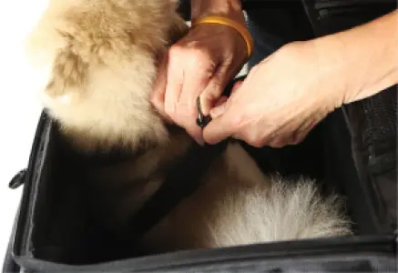 NELSON RIGG - PET CARRIER ROUTE 1 ROVER - 35150214